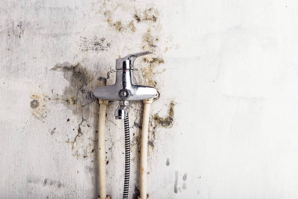 Best Mold Cleaning Services  in San Luis, AZ