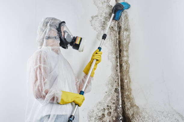 Professional Mold Removal in San Luis, AZ
