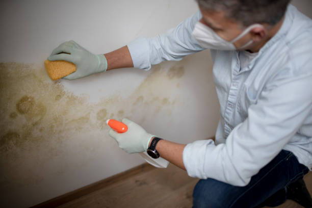 Best Black Mold Removal  in San Luis, AZ