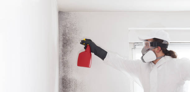 Best Fast Mold Removal  in San Luis, AZ
