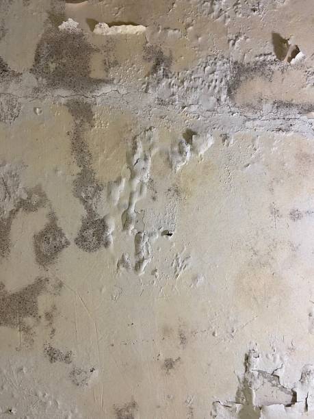 Best Mold Testing  in San Luis, AZ