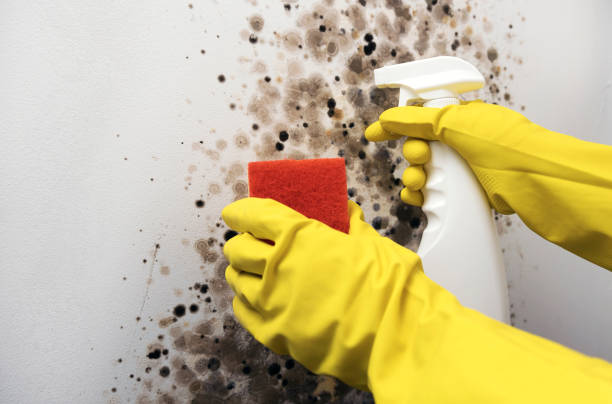 Mold Removal Process in San Luis, AZ