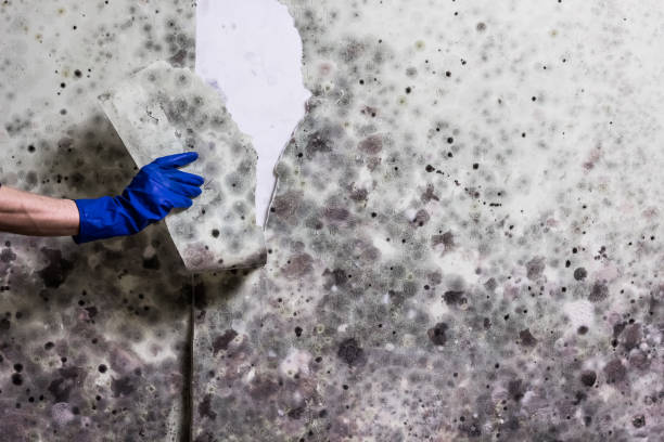 Best Commercial Mold Removal  in San Luis, AZ
