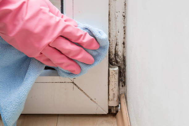 Best Mold Testing  in San Luis, AZ