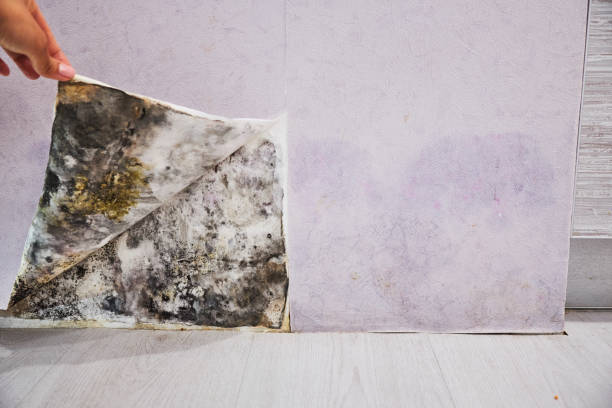 Best Certified Mold Removal  in San Luis, AZ